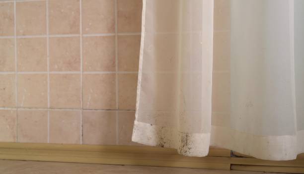 Best Black Mold Removal  in Tavares, FL