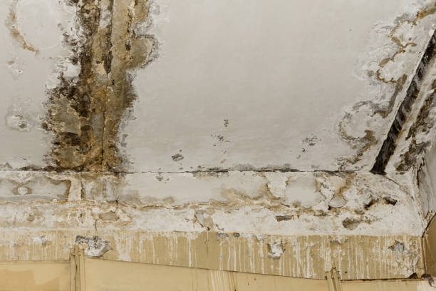 Best Mold Odor Removal Services  in Tavares, FL