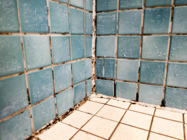 Best Mold Remediation for Healthcare Facilities  in Tavares, FL