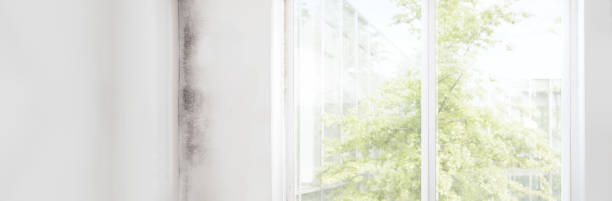 Best Comprehensive Air Testing for Mold Contaminants  in Tavares, FL