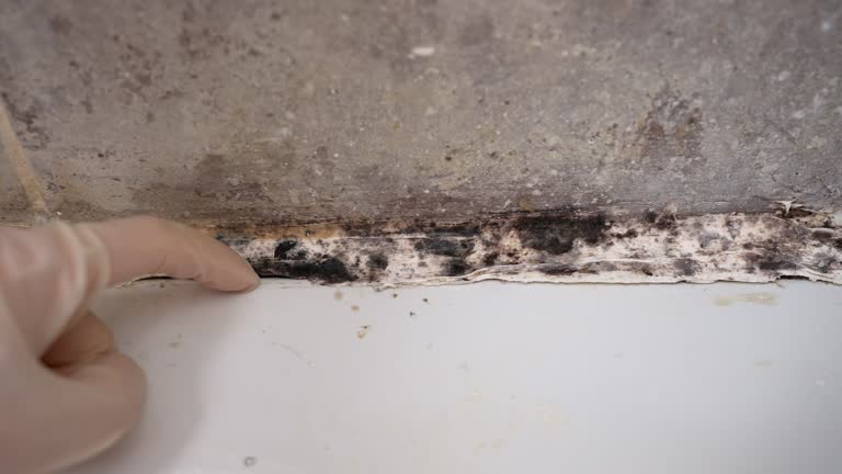Best Crawl Space Mold Remediation  in Tavares, FL